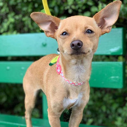 Adopt a dog:Pipa/Chihuahua / Miniature Pinscher Mix/Female/Young ,Meet Pipa!Pipa may be little, but she is mighty. She loves to see the world from the comfort of someone’s lap as well as sunbathe anywhere she can find a good spot, but is also very feisty! Pipa is her best self when she has a dog sibling in the house to wrestle and play with. She has a strong preference for large dogs (especially pit bulls) because they are fun to climb on. Her size dogs are just a little too easy to bully with her fiery spirit. If you and your resident dog are looking to expand your family with a big dog personality in a small package, please apply for Pipa!