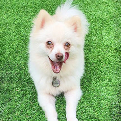 Adopt a dog:JoJo/Pomeranian/Female/Adult,JoJo is crate trained, potty trained, and has good house manners. She's lived with young kids and is not reactive to them, but we still think a calm home with older kids or adults only would best suit her. Her favorite place is your lap, and she has a more laid back energy and play style than Clyde. The pups have only been with Kelly a week, so she could still be settling in and getting her bearings.