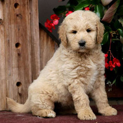 Danielle/Goldendoodle/Female/9 Weeks,Meet Danielle, an easy-going Goldendoodle puppy that has a soft curly coat. Danielle is being family raised, is vet checked and up to date on vaccinations & dewormer. And, the breeder provides a one-year genetic health guarantee for this puppy. Danielle can't wait to shower you with puppy love, so hurry! Don't miss out on the pup of a lifetime!