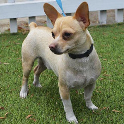Adopt a dog:Sinco/Toy Fox Terrier / Chihuahua Mix/Male/Adult,Sinco is around 4 years old and weighs 10 pounds. He is an absolute sweetheart!!! He is sociable and friendly with other dogs and people. He is affectionate with his humans and likes to follow his people around. Sinco is quite the gentleman; if given a flower, he will hold onto it and happily parade it around in his mouth. He really loves flowers and we all find that too cute for words! He walks well on a leash. He has a medium energy level and loves to run and play, but is not hyper. He is shy at first, but warms up quickly. He listens and obeys well. Sinco was rescued as a stray in San Bernardino. His rescuer spent months looking for his owner to no avail. Now Sinco is looking for his very own forever home! His adoption fee is $250 which covers the cost of his neuter, all core vaccines (Rabies and Distemper/Parvo), deworming, microchip and microchip registration. If you are interested in adopting Sinco, please complete an adoption application which is available on our website, poochmatch.com, under the adoption tab and read the following paragraphs for more information about our process.