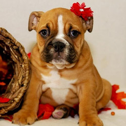 Olive/Bulldog/Female/13 Weeks,Meet this charming girl, Olive! She promises to cuddle when you need cuddling, to play when you need cheering up, and to listen when you need to get something off your chest.She is just waiting for the right person to come along and scoop her up. Don’t miss out on this charming cutie!