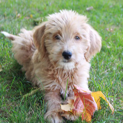 Mariah/Labradoodle/Female/Inquiry Needed,Meet Mariah, a faithful Labradoodle puppy who's ready to take on the world. Mariah sports a happy personality and carries a beautiful tan coat. In addition, Mariah will arrive healthily, loved, and ready to please. If you’re browsingpuppies for sale in Woodburn, IN, be sure to check out this charming little pup.