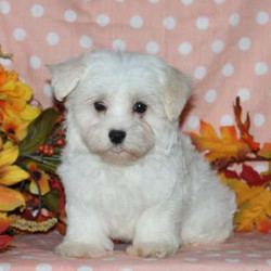 Fritz/Maltese/Male/14 Weeks,Fritz is an adorable Maltese puppy with a fluffy white coat. This little cutie can be registered with the ACA, plus comes with a health guarantee provided by the breeder. He is vet checked and up to date on shots and wormer. Fritz loves to play and is ready to join in all the fun at your place. To learn more about this sweet boy, please contact the breeder today!