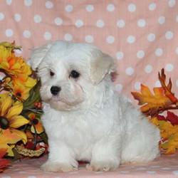 Fritz/Maltese/Male/14 Weeks,Fritz is an adorable Maltese puppy with a fluffy white coat. This little cutie can be registered with the ACA, plus comes with a health guarantee provided by the breeder. He is vet checked and up to date on shots and wormer. Fritz loves to play and is ready to join in all the fun at your place. To learn more about this sweet boy, please contact the breeder today!