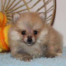 Igloo/Pomeranian/Male/10 Weeks,Igloo is an adorable Pomeranian puppy that is great with children and family raised! This happy pup is vet checked and up to date on shots and wormer. Igloo can be registered with the ACA and comes with a 2-year genetic health guarantee provided by the breeder.Igloo can't wait to shower you with puppy love, so hurry! Don't miss out on the pup of a lifetime!