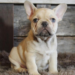 Carmella/French Bulldog/Female/8 Weeks,You have just laid your eyes on the prettiest French Bulldog girl! We call her Carmella, and she is an AKC registered French Bulldog baby. Carmella has a fawn coat paired with beautiful eyes. She will definitely grab everyone's attention with her radiant eye coloring! Carmella has a sweet and playful personality. She loves chasing after her toys and making you laugh. Carmella is such a fun little girl who is ready to bring an instant smile to your face. She adores children and gets along with other pets. Make this precious baby girl all yours, before someone else does!!
