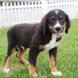 Diesel/Bernese Mountain Dog/Male/17 Weeks,Diesel is such a sweet boy and would love to be your best friend for life. Imagine all the fun you'll have with this cutie. You can take him for nice walks in the park or just cuddle with him on those lazy, rainy afternoons. Diesel will have a complete nose to tail vet check and arrive up to date on his vaccinations. This cutie has so much love to give and he wants to share it with you. Don't miss out!