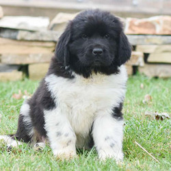 Roosevelt/Newfoundland/Male/9 Weeks,Roosevelt is a handsome Newfoundland puppy that can be AKC registered and is up to date on shots and dewormer. Plus, the breeder provides a health guarantee. This wonderful pup is family raised with children and loves to play and bounce around. Please contact the breeder to find out how you can meet the playful pup!