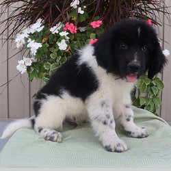 Clifford/Newfoundland/Male/16 Weeks,Clifford is a beautiful Landseer Newfoundland. He has the large majestic head and soft soulful expression true to the breed. He is affectionate and intelligent. He also has been groomed regularly and has had lots of positive interactions with people and children.