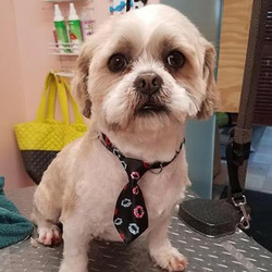 Adopt a dog:Oscar/Lhasa Apso/Male/Adult ,Oscar is now looking for his forever home! He needs a family who will take it slow with him and give him time to adjust and continue with his training. No children! Adopter must live in NJ, Oscar is dog and cat-friendly! He is housebroken. He loves to go for walks and play with his toys! Oscar will only be placed in an experienced home who has experience with guarding. He is currently in a foster home. Come meet and adopt Oscar and your 2019 is bound to overflow with happiness-plus!