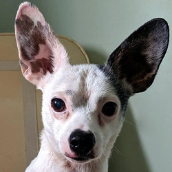 Adopt a dog:Angel/Chihuahua / Jack Russell Terrier Mix/Male/Adult ,This little guy is Angel, a 2-year-old Chihuahua/Jack Russell Terrier mix who weighs about 11 pounds.Angel deserves a great home after the things he's been through. He was dumped on Wishbone property; one of our staff members saw the car drive away and the little dog left in the dust. He was covered in fleas and looks like he has scarring from injuries or burns. Angel was held for the required stray hold period at McLean County Animal Control and now he is in our care. He's sweet and submissive and will do best in a home with no kids under 6 years old. Considering all he has experienced, Angel is a cheerful and open-hearted fellow. He will be ready for his new home on Friday, October 11.