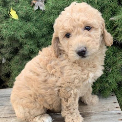 Kit/Goldendoodle/Female/8 Weeks,Kit's gentle and sweet, and loves giving puppy kisses. She's great with people and loves kids. She is currently waiting for her forever loving family to make her theirs today. Kit is just as playful and lovable as they come. She will be sure to be the talk of your town. Kit will come home to you up to date on her puppy vaccinations and vet visits. Don't let this lovely little girl slip away from you. She will be the perfect, loving addition that you have been searching for.