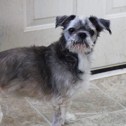 Adopt a dog:Muffin/ Shih Tzu /Female/Senior,Muffin is a super sweet little girl. She is 12 yrs old. She still loves cuddles, toys, and a warm bed! Muffin is very deserving of a place to call her own for the rest of her life. Someone to love her and care for her forever!Muffin is spayed, up to date on vaccinations, heartworm test, on flea and heartworm preventative, and ready for her new home.