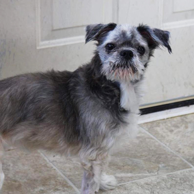 Muffin/ Shih Tzu /Female/Senior Adopt a dog:Muffin/ Shih Tzu /Female/Senior,Muffin is a super sweet little girl. She is 12 yrs old. She still loves cuddles, toys, and a warm bed! Muffin is very deserving of a place to call her own for the rest of her life. Someone to love her and care for her forever!Muffin is spayed, up to date on vaccinations, heartworm test, on flea and heartworm preventative, and ready for her new home.