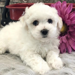 Gabby/Bichon Frise/Female/7 Weeks,Gabby is such a beautiful girl that she can't wait to meet her new family. You are going to have so much fun together. You're going to go for nice walks, play lots of games, and when you're done you'll curl up next to each other.Gabby can't wait to shower you with puppy love, so hurry! Don't miss out on the pup of a lifetime!