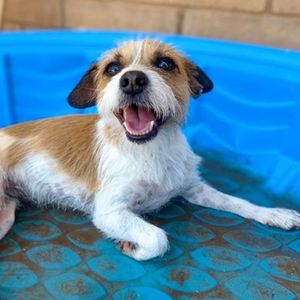 Millie/ Schnauzer Mix /Female/Puppy Adopt a dog:Millie/ Schnauzer Mix /Female/Puppy ,Millie is an active girl who loves to play. She is always ready to run around the yard with her siblings and loves making new friends. Millie came to the shelter with her siblings Max and Minnie and all three are joyful, affectionate, playful and just plain fun to be around! All those great qualities, plus she is just as adorable as can be!