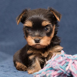 Jackson/Yorkshire Terrier/Male/9 Weeks,Jackson is such a sweet boy. He is curious, playful, cuddly, and loves to be talked to. He that iconic Yorkie body that stands out in a crowd. Even at a young age, he looks like royalty. He has a nice ear set, big round eyes, square body, straight back, soft straight coat, and that cute little tail that seems to point your eye back to his adorable little face. Jackson enjoys playing and wrestling with his littermates. He likes to check out new toys and lets my daughter give him rides on her scooter.