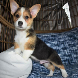 Drew/Pembroke Welsh Corgi/Male/11 Weeks,Introducing Drew! This little head turner can't wait to meet you. Drew comes from a long line of incredible dogs. Isn't he a dream? You can tell that Drew knows he is a cutie. He struts around the house like he is the king of the castle. Drew will be sure to come home with his vaccinations up to date and the vet's stamp of approval. Don't miss out on a chance to bring him home. Puppies like this don't come around often.