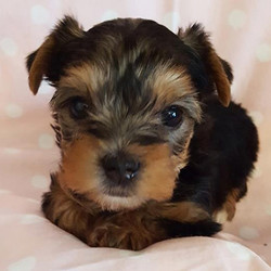 June/Yorkshire Terrier/Female/6 Weeks,June is such a beautiful girl thateveryone loves her! She has been told that she has a beautiful coat. It's fluffy and baby soft. Just think of all the fun things you can do together. You can shop for puppy toys together, take long walks on the beach or just stay at home watching a good movie on TV. She promises to meet you at the door every day, ready to play and cuddle, so hurry!Don't miss out on the pup of a lifetime!