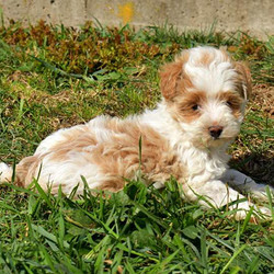 Missy/Maltipoo/Female/9 Weeks,Missy is a sweet Maltipoo that has the face you can't resist! This fun pup is socialized and being family raised with the Kauffman children. Missy has been checked by a vet and is up to date on shots and wormer. Plus. the breeder provides a health guarantee. With her soft coat of fur, she is ready for cuddles. Please call the breeder today to learn how get to know this puppy and give her a forever home!