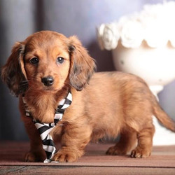 Junior/Dachshund/Male/9 Weeks,Junior is currently searching for a good, loving home. Whether playing all day or relaxing on the couch, Junior promises to be your most loving companion. This cutie will arrive at his new home up to date on vaccinations. Junior can't wait toshower you with puppy love, so hurry! Don't miss out on the pup of a lifetime