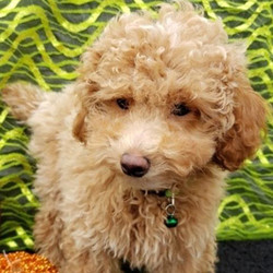 Simba/Poodle/Male/16 Weeks,Simba is a very special baby boy! He may be a baby now, but isn't lacking when it comes to personality! He's super friendly and loves everyone he meets! His coat is thick and soft. This baby is going to make a great companion and be very loyal to his family. Simba is always doing something sweet to catch your attention and it always works! He is very sweet and I'm sure you'll fall in love with him at first sight. Simba will have a complete nose to tail vet check and arrive up to date on his vaccinations. Don't pass up on this baby because he can't wait to meet you!
