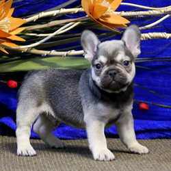 Sugar Buddy/French Bulldog/Male/10 Weeks,Sugar Buddy is a cute French Bulldog puppy who can be registered with the AKC. This friendly guy is vet checked, up to date on vaccinations and comes with a one-year genetic health guarantee provided by the breeder. Sugar Buddy has already had his dew claws removed and is ready to find him forever home! If you are interested in welcoming this pup into your family, contact the breeder today!