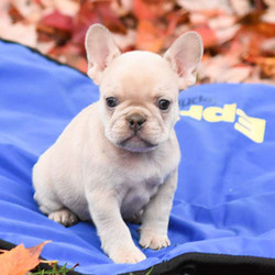 Wayne/French Bulldog/Male/8 Weeks,Wayne is a friendly French Bulldog puppy who is just as cute as can be! This sweet guy is very social and enjoys getting lots of love and attention. He is up to date on shots and wormer, plus comes with a health guarantee provided by the breeder. Wayne is family raised with children and he loves to run and play. To learn more about this charming pup, please contact the breeder today!
