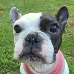Adopt a dog:Coco/French Bulldog/Female/Adult ,We know, Coco may be one of the cutest dogs ever to hit the available page, but she has a very specific list of requirements for her new forever home, so keep reading!Diva is a great word to describe Coco, but with those looks she can get away with it! This girl simply LOVES her people and wants to be close to them at all times. She loves to sleep and would gladly spend the day snoozing away, but she also enjoys a walk around the neighborhood before finding a new place to nap.Coco will do almost anything for a treat and has great basic manners skills. She is both house trained and crate trained (although she'd much rather be with you than in a crate!).