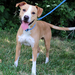 Adopt a dog:Parker/Labrador Retriever / Pointer Mix/Male/Adult,Parker is a super cute Lab/Pointer mix— or that’s what we’re guessing anyway! He is 3 years old. Parker is very friendly. He’s an energetic guy and he’s playful, smart and very agile. He’d be a great candidate for agility training or a jogging partner. He also enjoys the pool! The downside to his athleticism is that he can and has jumped a 4 ft fence.Parker likes other dogs and would LOVE to find a home with another dog! He lived in a home with another dog previously and loves playing with other dogs here. Check out the video to see him playing in the yard with Muffin. Another dog in the home would also help wear him out!Parker is vocal when left alone, so he wouldn’t be a good match for an apartment or other multi-unit housing. He’d benefit from some basic obedience training— he tends to jump up on people so he needs some work on that. Otherwise, he’s pretty gentle for an energetic guy. He hasn’t shown any food aggression with treats. He is house trained.