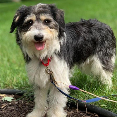 border collie cross schnauzer