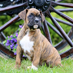 Ricky/Boxer/Male/8 Weeks,Ricky is a sharp looking Boxer puppy that has a friendly personality! This happy fella has been vet checked, is up to date on shots & wormer and the breeder provides a health guarantee. Both of his parents are on the premises and available to meet. Give the breeder a call to find out how you can meet Ricky!
