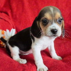 Khloe/Beagle/Female/11 Weeks,Khloe is a floppy eared Beagle puppy that would love to explore the outdoors with you! This sharp looking pup is family raised around children that spoil her with attention. Khloe is up to date on shots and wormer and will be vet checked prior to being rehomed. She also comes with a health guarantee provided by the breeder! If you’d like to meet this lively pup, please contact breeder today!