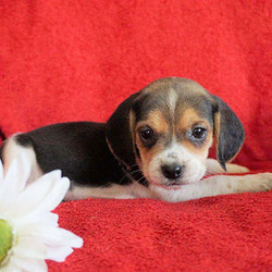 Khloe/Beagle/Female/11 Weeks,Khloe is a floppy eared Beagle puppy that would love to explore the outdoors with you! This sharp looking pup is family raised around children that spoil her with attention. Khloe is up to date on shots and wormer and will be vet checked prior to being rehomed. She also comes with a health guarantee provided by the breeder! If you’d like to meet this lively pup, please contact breeder today!