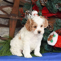 Buddy The Elf/Cockapoo/Male/7 Weeks,If you are looking for friendly Cockapoo, look no further! Buddy The Elf is the pup for you! He has a playful personality and loves to romp around. Buddy The Elf is vet checked and up to date on shots and wormer. Plus, the breeder also provides a health guarantee.This happy pup is family raised with children and has been microchipped. If you are ready to give Buddy The Elf his forever home, please contact the breeder today!