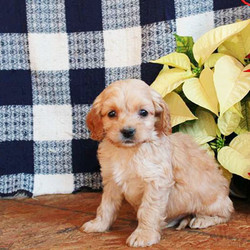 Dawson/Cockapoo/Male/6 Weeks,Say hello to Dawson, a friendly Cockapoo puppy. This lively pup is vet checked, up to date on shots and wormer, plus comes with a 30 day health guarantee provided by the breeder. Dawson has a bubbly personality and is sure to make you smile and laugh as soon as you meet him! If you would like to welcome Dawson into you family, contact the breeder today!