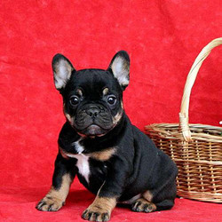 Megan/French Bulldog/Female/8 Weeks,Megan is a sweet-natured French Bulldog puppy that is full of life and ready for a new adventure! This lovable pup is vet checked, up to date on shots and wormer, plus can be registered with the AKC. She is also being family raised with the King children and the breeder provides a health guarantee as well. To learn how you can meet this precious pup, contact the breeder today!