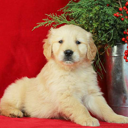Joey/Golden Retriever/Male/8 Weeks,Joey is a happy Golden Retriever puppy who is sure to be the perfect addition to any family! This pup is vet checked, up to date on shots and wormer, plus comes with a 30 day health guarantee provided by the breeder. Joey loves attention, is socialized with children and can be registered with the AKC. If you would like to welcome this sweet natured pup into your family, contact the breeder today!