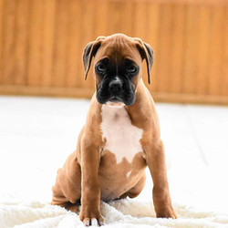 Bell/Boxer/Female/17 Weeks,This playful puppy is Bell, a Boxer who is looking for a loving family. This pup is around children and ready to share her love with a family of her own. Bell is registered with the AKC, is vet checked as well as up to date on shots & wormer. The breeder also provides a health guarantee for this pup. To learn more about Bell, call the breeder today!