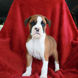 Toby/Boxer/Male/7 Weeks,Here comes Toby! This lively Boxer puppy has a heart of gold and can’t wait to make you smile! Toby is family raised around children that love to spoil him with attention. He is vet checked and up to date on shots and wormer. He can also be registered with the ACA and comes with a 1 year genetic health guarantee provided by the breeder! To welcome this lovely puppy into your home please contact Elam today!