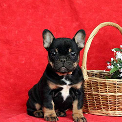 Megan/French Bulldog/Female/8 Weeks,Megan is a sweet-natured French Bulldog puppy that is full of life and ready for a new adventure! This lovable pup is vet checked, up to date on shots and wormer, plus can be registered with the AKC. She is also being family raised with the King children and the breeder provides a health guarantee as well. To learn how you can meet this precious pup, contact the breeder today!