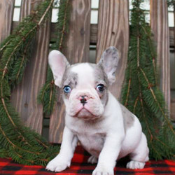 Oscar/French Bulldog/Male/9 Weeks,Meet Oscar, a rambunctious French Bulldog puppy who is sure to steal your heart the first time you see him! This friendly little guy is vet checked, up to date on vaccinations and can be registered with the AKC. He is also born and raised inside the family’s home, is well socialized around kids and comes with a 30 day health guarantee provided by the breeder. If you would like to meet this lovable pup please contact Kevin today!