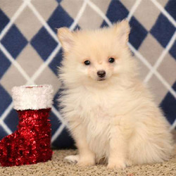 Tinker/Pomeranian/Male/10 Weeks,Tinker is a cute Pomeranian puppy that is fulll of spunk and a joy to be around! He is vet checked and up to date on shots and wormer. He also comes with a 1 year genetic health guarantee from the breeder and can be ACA registered. If you would like more information on Tinker, please contact the breeder today!