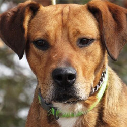 Adopt a dog:Boots/ Beagle Mix/Male/Adult,I like to be the top dog among my friends, but with people, I just get so bashful. I'm new at Dogwood, and don't have a whole lot of confidence yet. But I have an awesome personality- a real sweetheart. Give me all those cuddles, and we'll be best friends! Also, as of December 2018, I graduated the Puppies for Parole program.