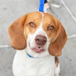 Adopt a dog:Bagel/ Beagle Mix  /Male/Adult,Bagel the Beagle is waiting for his perfect family! He is the sweetest guy who loves people and other dogs. He'd do best in a home that can dedicate a lot of time cuddling and playing with him, he'd rather not be alone. Bagel does fine at home if he has another dog to spend time with, although if you're always home then that works too! Cats won't do though, he'd rather not spend any time with them at all. If you're looking for a sweet guy to take to work or if you work from home, you've found the dog for you! He's currently in foster so please reach out to Animal Haven if you think he's the one!