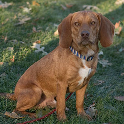 Adopt a dog:Fabio/Beagle & Dachshund Mix/Male/Puppy,With the ruddy color of a Vizsla, the long ears of a Beagle, and the soulful eyes of a lover, this boy is going to make you swoon. Fittingly, Fabio loves everyone. Friendly with other dogs at foster care, welcoming to children and adults, this 25-pound pup is open-hearted and easy-going. He loves to play and would probably enjoy a home with another dog.