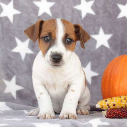 Sophie/Jack Russell Terrier/Female/16 Weeks,Sophie is a spunky Jack Russell Terrier puppy that can’t wait to meet you! This lively pup is as jolly as they get! Sophie is family raised around kids and spoiled with love. She is up to date on shots and wormer plus comes with a health guarantee provided by the breeder! To welcome this peppy pup into your home, please contact Amos today!