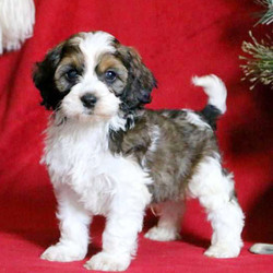 Kyle/Cockapoo/Male/7 Weeks,Search no further, Kyle is the Cockapoo puppy of your dreams! This adorable pup is well socialized being family raised and comes with a 6 month genetic health guarantee that is provided by the breeder. He is also vet checked, up to date on vaccinations and dewormer and both of his parents are the family’s beloved pets who are available to meet as well. To welcome Kyle into your loving family, please contact the breeder today.