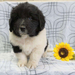 Drew/Newfoundland/Male/9 Weeks,Drew is a sharp looking Newfoundland puppy that can’t wait to spoil you with love. This cutie is family raised around children that cherish him dearly. Drew has a very affectionate personality and will win your heart in a second. He is vet checked and up to date on shots and wormer. He can also be registered with the AKC and comes with a health guarantee provided by the breeder! To welcome this perfect pup into your life, please contact Norman today.