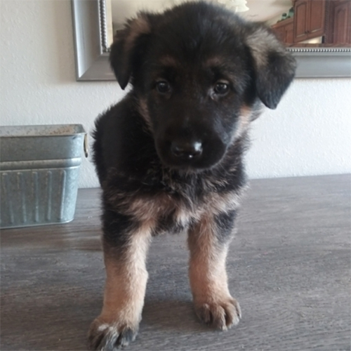 Haven/German Shepherd Dog/Female/7 Weeks Adopt a dog:Haven/German Shepherd Dog/Female/7 Weeks,She is a precious, perfect puppy! Meet Haven. She is the lifelong companion you’ve been looking for. She loves to be held and spoiled. When arriving to her new home, Haven will be up to date on vaccinations, vet checked, and pre-spoiled. After a long day at work, this cutie will surely make your day with all her puppy kisses waiting at the door. Haven loves to cuddle and just relax while getting her belly rubbed. Hurry! She can’t wait to start sharing her love with her new family!